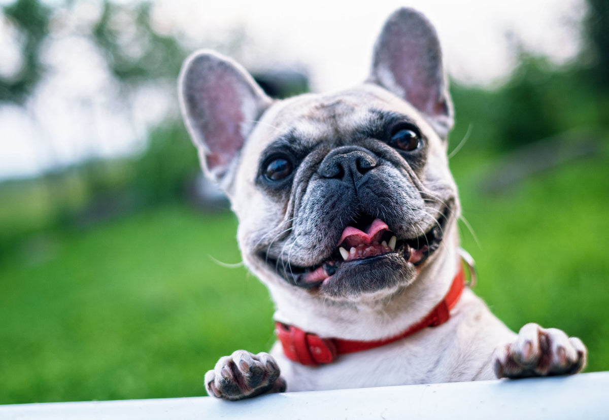 Happy French Bulldog looking excited for a Yumkins reward
