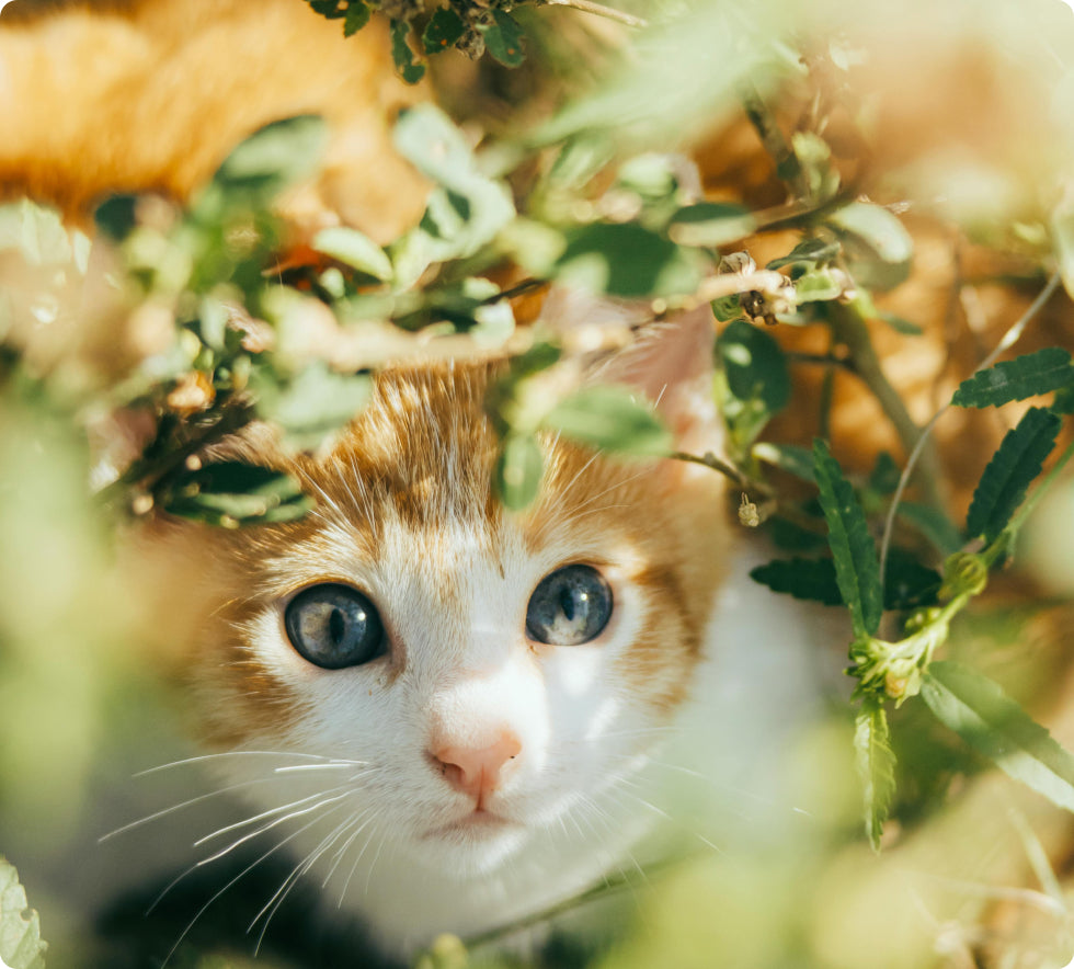 EcoTail Pets 