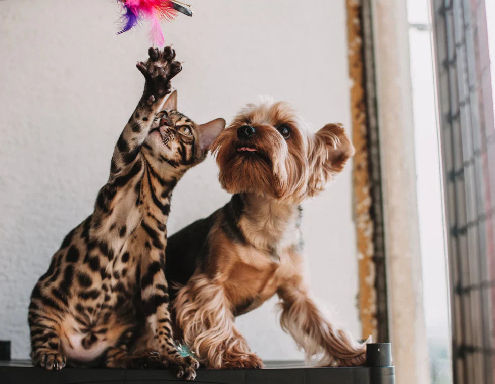 EcoTail Pets 